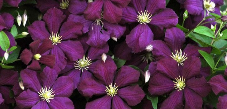 Λουλούδια Clematis