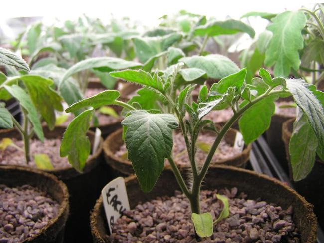 Καλλιεργούμενα φυτά τομάτας: Μέρος 1