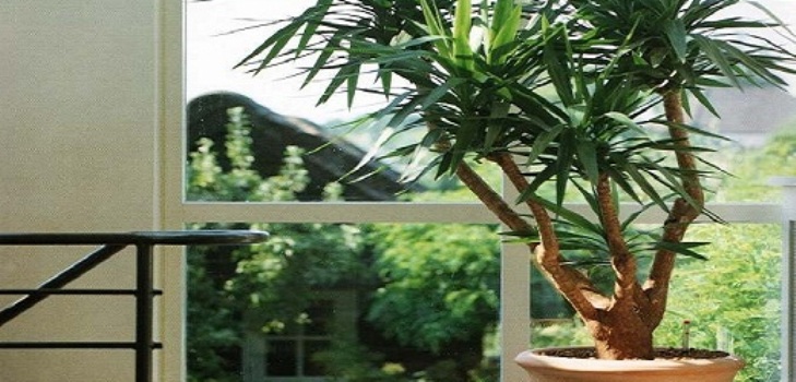 Yucca στο σπίτι: φροντίδα και αναπαραγωγή