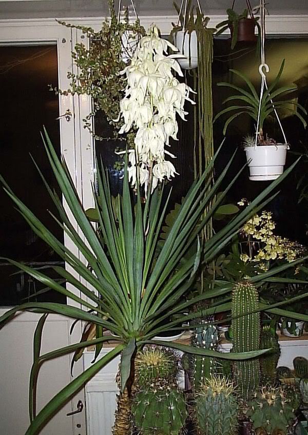 Yucca στο σπίτι: φροντίδα και αναπαραγωγή