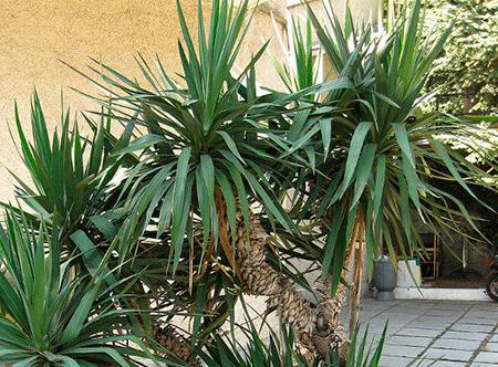 Yucca στο σπίτι: φροντίδα και αναπαραγωγή