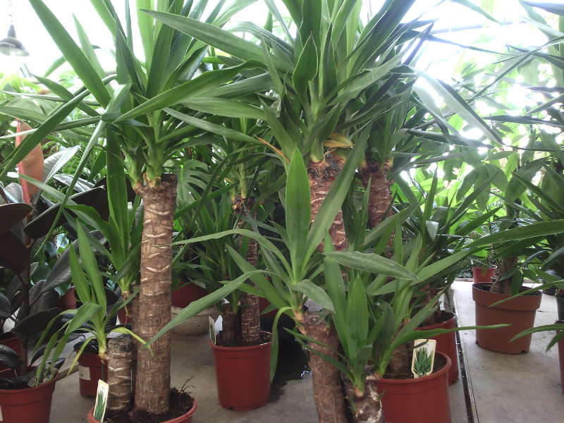 Yucca στο σπίτι: φροντίδα και αναπαραγωγή