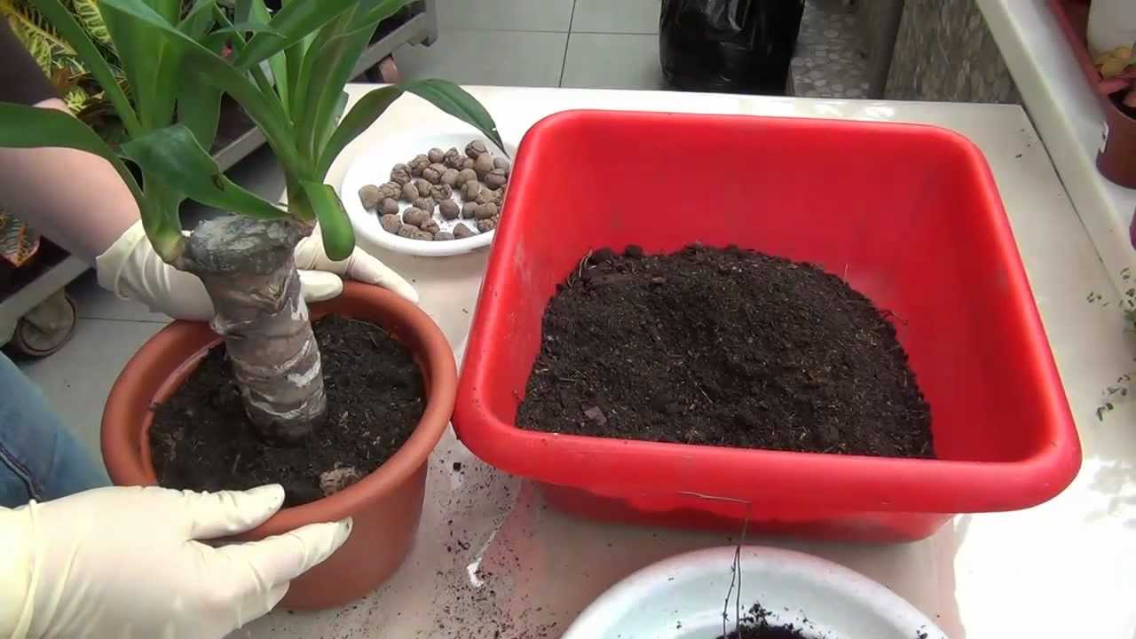 Yucca στο σπίτι: φροντίδα και αναπαραγωγή