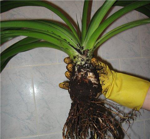 Yucca στο σπίτι: φροντίδα και αναπαραγωγή