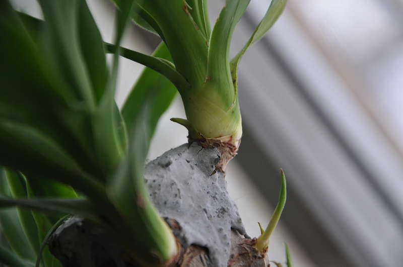 Yucca στο σπίτι: φροντίδα και αναπαραγωγή
