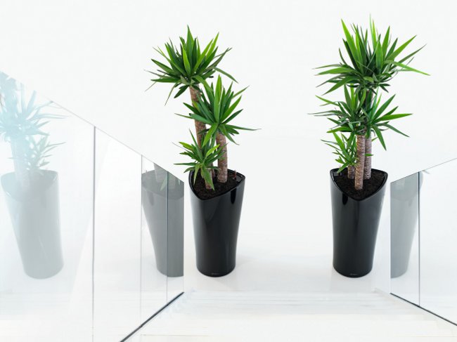 Yucca στο σπίτι: φροντίδα και αναπαραγωγή