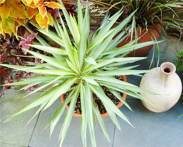 Yucca στο σπίτι: φροντίδα και αναπαραγωγή