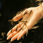 Ichthyomassage: πεντικιούρ με ψάρι Ichthyomassage: πεντικιούρ με ψάρι