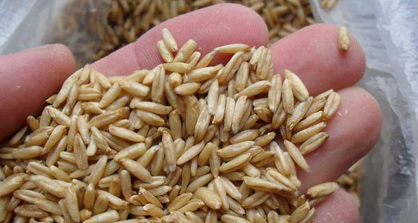 Θεραπεία της αθηροσκλήρωσης με λαϊκές θεραπείες