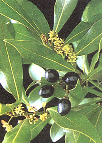 Θεραπεία των ασθενειών των κοινών φαρμάκων του ισχίου