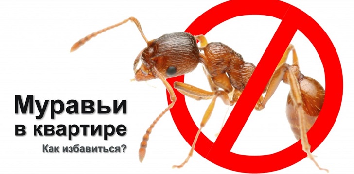 Πώς να απαλλαγείτε από τα μυρμήγκια;