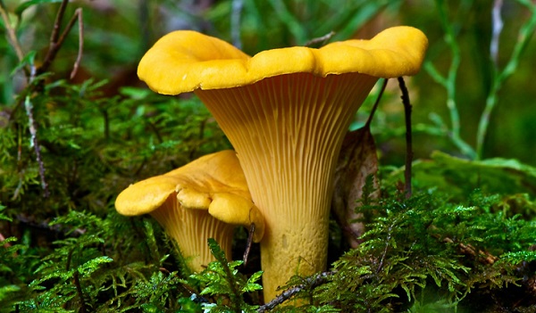 Πώς να μοιάζετε με ένα πραγματικό chanterelle