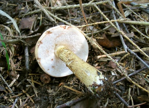 False birchbark: προσέξτε για ένα επικίνδυνο διπλό False birchbark: προσέξτε για ένα επικίνδυνο διπλό