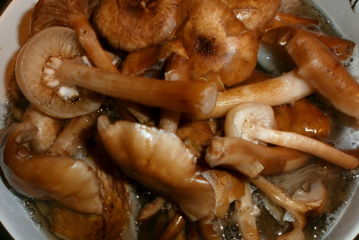 Πώς να διατηρήσετε agarics μέλι για το χειμώνα - φωτογραφία Συνταγή διατήρησης