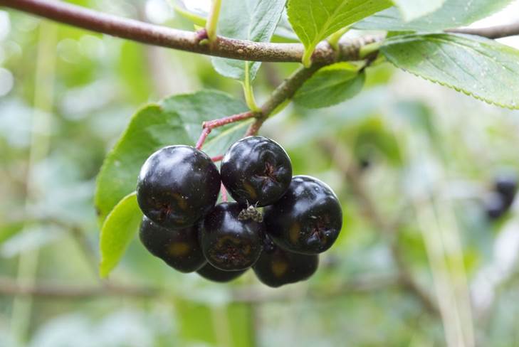 Πώς να κάνετε σπιτικό κρασί από chokeberry στο σπίτι 