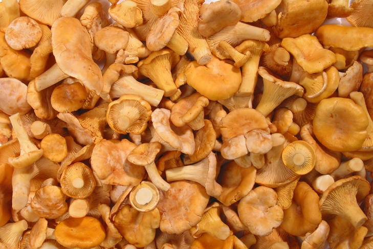 Πώς να στεγνώσει chanterelles για το χειμώνα στο φούρνο, έτσι ώστε να μην είναι πικρή