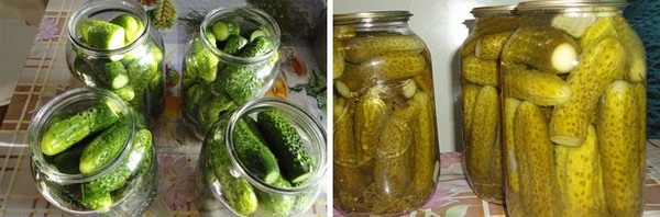 Αγγούρια κρύο τρόπο κάτω από το καπάκι νάιλον και μέταλλο. Κρασιά αγγούρια με κρύο τρόπο για το χειμώνα: με μουστάρδα, βότκα, χωρίς ξύδι