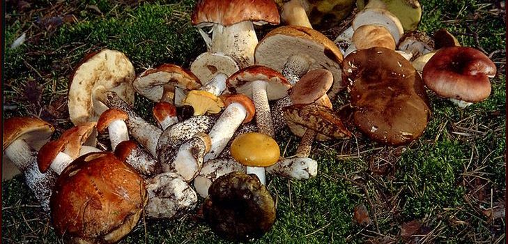 Η συνταγή για τη σούπα από τα αποξηραμένα μανιτάρια, τις χρήσιμες ιδιότητές της