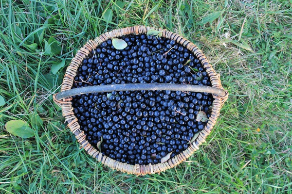 Μαρμελάδα από μαύρο chokeberry