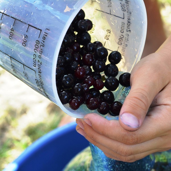 Μαρμελάδα από μαύρο chokeberry