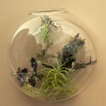 Florarium: η αρχική διακόσμηση του εσωτερικού σας Florarium: η αρχική διακόσμηση του εσωτερικού σας