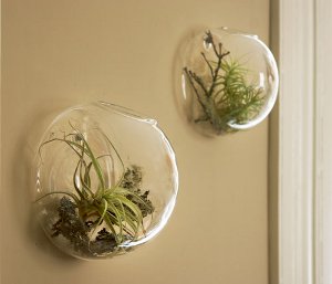 Florarium: η αρχική διακόσμηση του εσωτερικού σας Florarium: η αρχική διακόσμηση του εσωτερικού σας