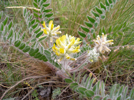 Astragalus: θεραπευτικές ιδιότητες, φωτογραφία, εφαρμογή
