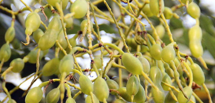 Τι είναι η ιαπωνική Sophora; Οι φαρμακευτικές ιδιότητες και η εφαρμογή του