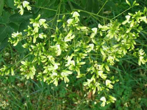 Τι είναι η ιαπωνική Sophora; Οι φαρμακευτικές ιδιότητες και η εφαρμογή του