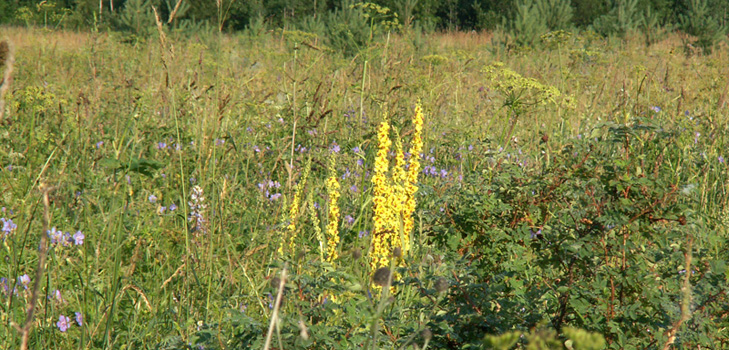Φαρμακευτικές ιδιότητες, φωτογραφία mullein. Συνταγές παραδοσιακής ιατρικής