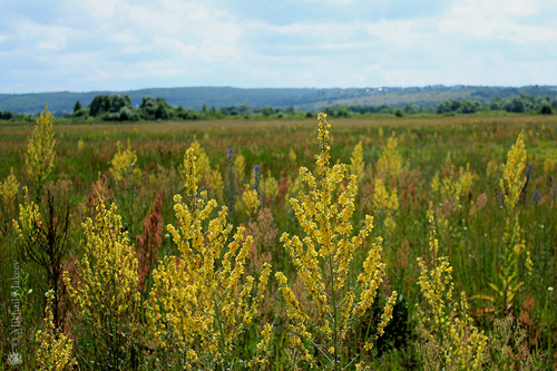 Φαρμακευτικές ιδιότητες, φωτογραφία mullein. Συνταγές παραδοσιακής ιατρικής