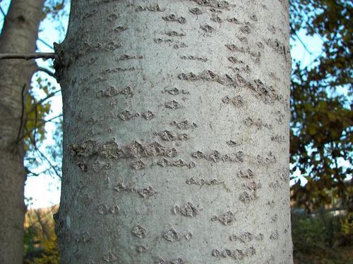 Οι θεραπευτικές ιδιότητες του φλοιού άσπρου