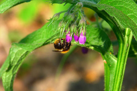 Comfrey officinalis: εφαρμογή και φαρμακευτικές ιδιότητες του κουνουπιού