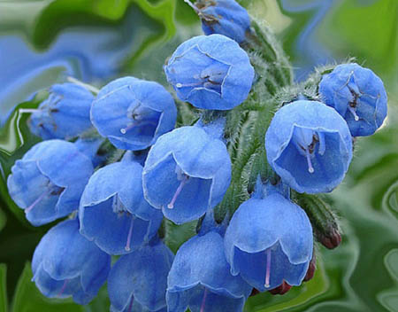 Comfrey officinalis: εφαρμογή και φαρμακευτικές ιδιότητες του κουνουπιού