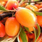 Χρήσιμες ιδιότητες του sea-buckthorn Χρήσιμες ιδιότητες του sea-buckthorn