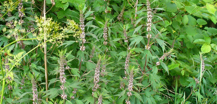 Χρήσιμες ιδιότητες του motherwort