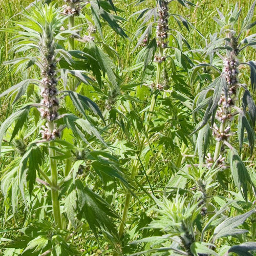 Χρήσιμες ιδιότητες του motherwort