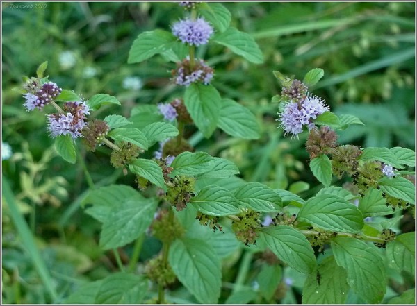 Motherwort στην εγκυμοσύνη