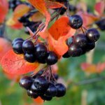 Ιδιότητες του Chokeberry Ashberry Ιδιότητες του Chokeberry Ashberry