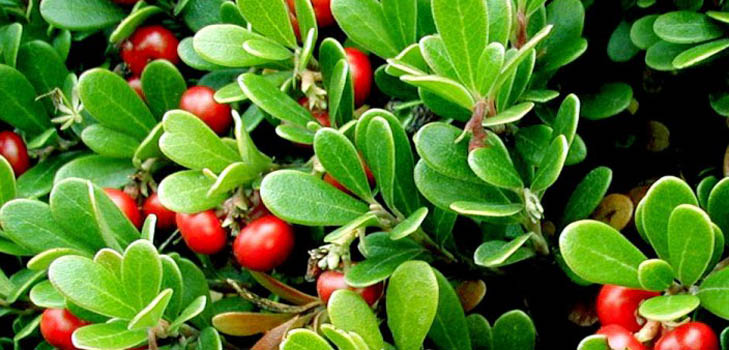 Bearberry: φαρμακευτικές ιδιότητες, εφαρμογή, φωτογραφία